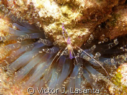 peterson cleaning shrimp at black wall dive site in pargu... by Victor J. Lasanta 